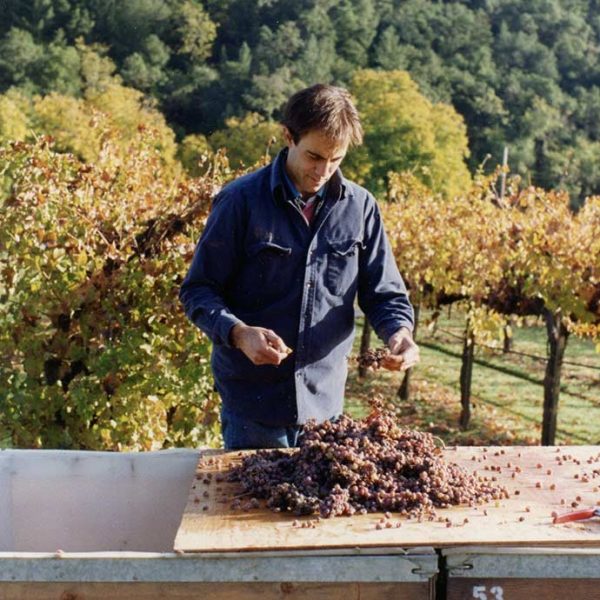Duckhorn Vineyards CEO Alex Ryan working in the vineyard with a table of harvested grapes.