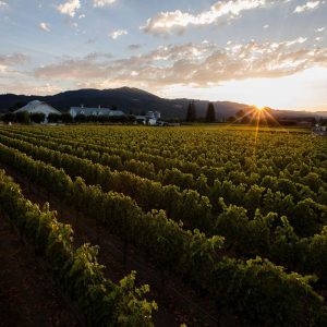 Sunrise over Far Niente vineyards in Napa Valley, California