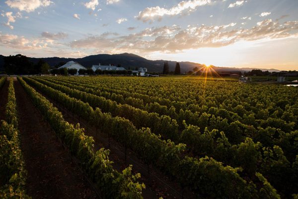 Sunrise over Far Niente vineyards in Napa Valley, California